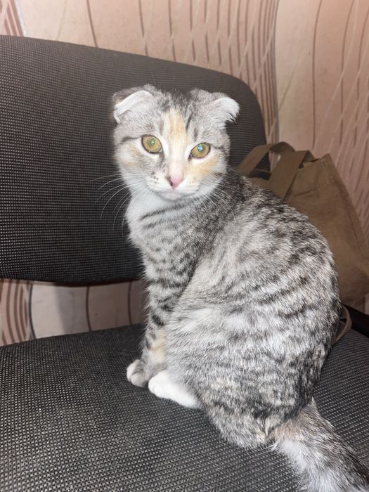 Весловуша кішка Мія