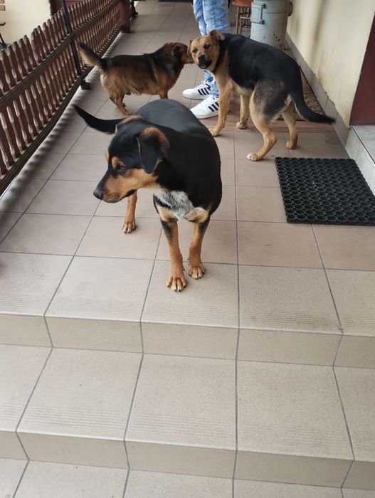 Oddam pieska za darmo