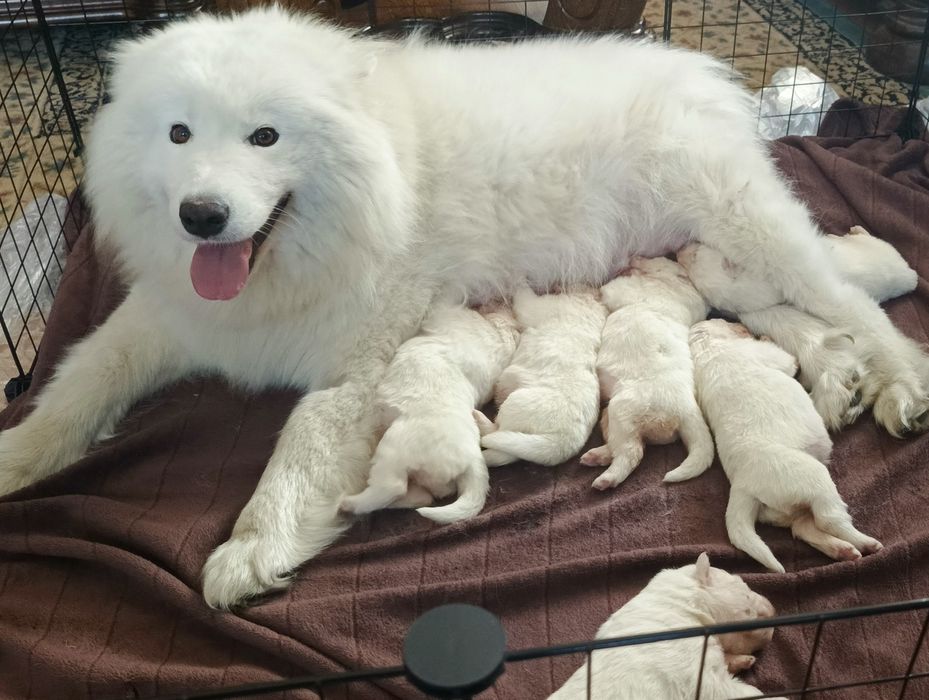 Samoyed szczeniak