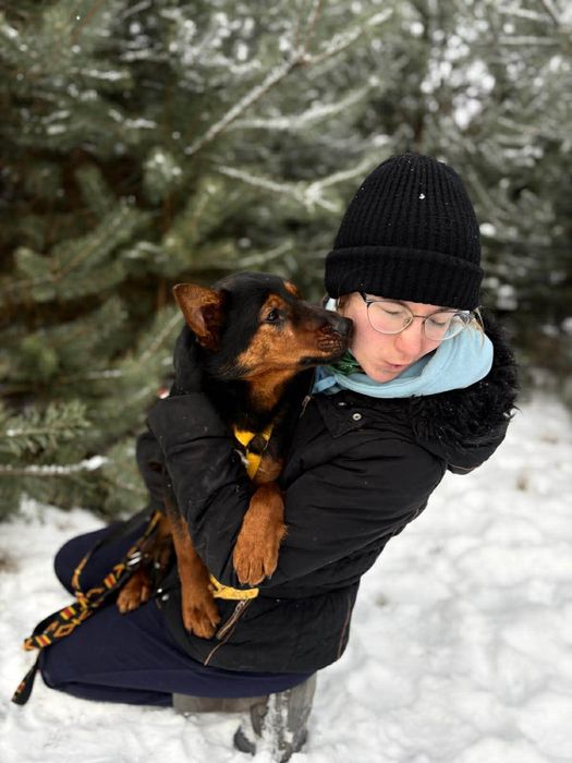 Mini dobermanek ,prosi o dom.