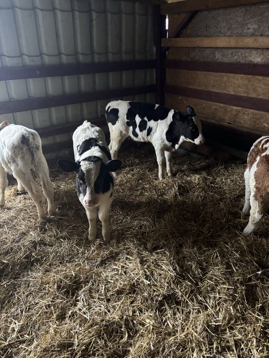 Byki 21 szt zapraszam