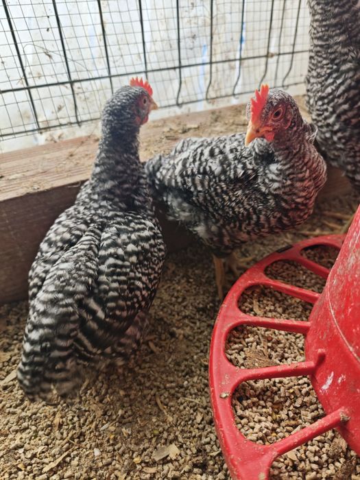 Pintinhos pedrês portuguesa