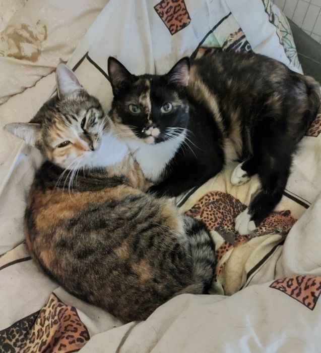 Стерилизованные кошечки ищут дом