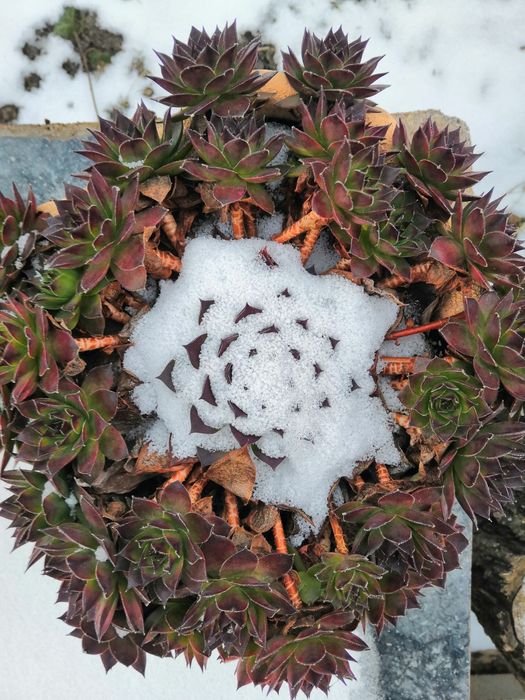 Кам'яна роза  молодило