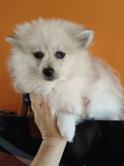 Spitz alemão menino Red Merle