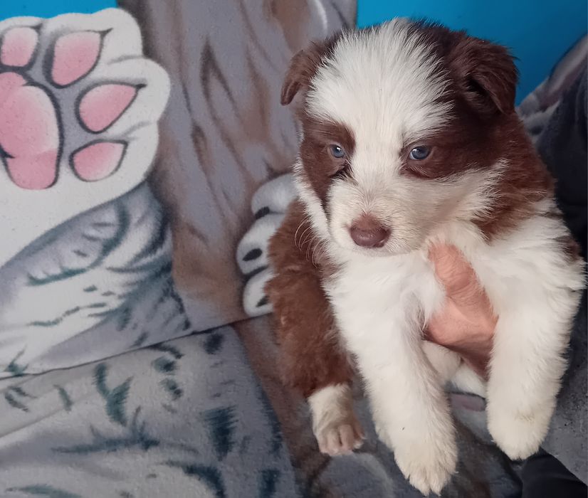 Border collie szceniak