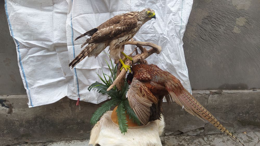 Чучело ястреба тетеревятника композиция