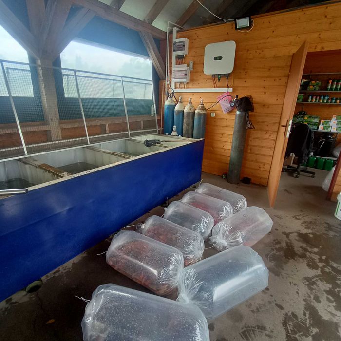 Karp Lin amur i inne ryby stawowe Cała Polska