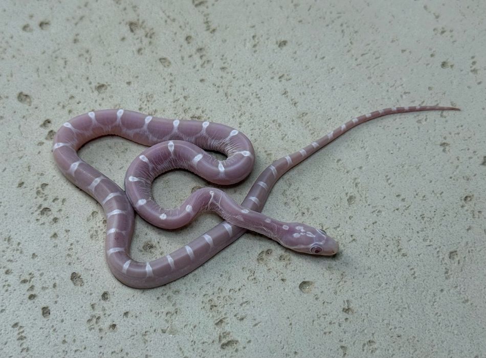 Wąż zbożowy Snow Scaleless samiec