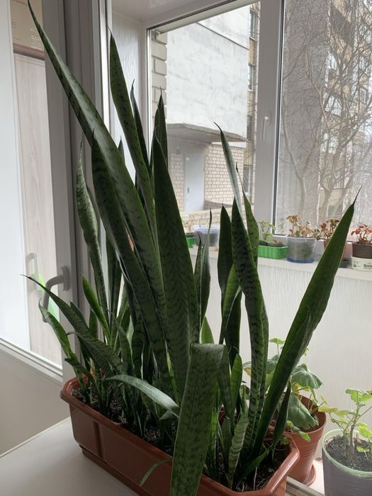 Сансевиерия, тещин язык (18 отростков)