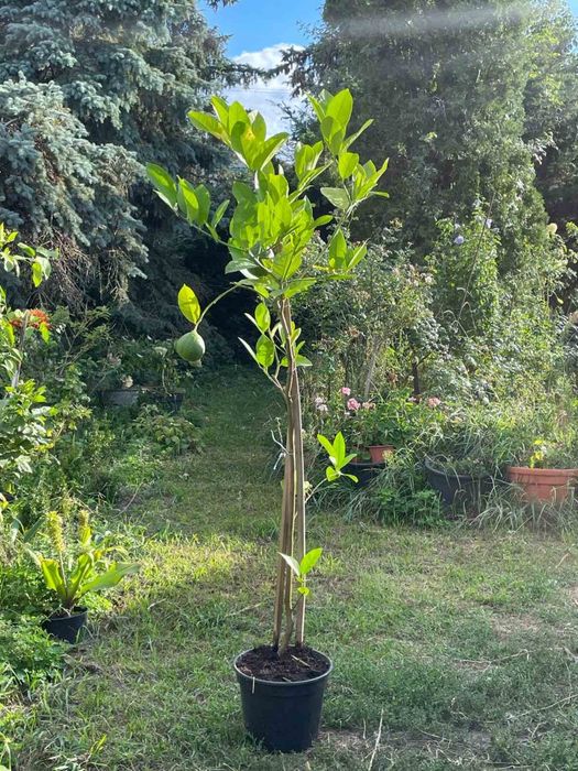 Цитрус Лимон Юбилейний