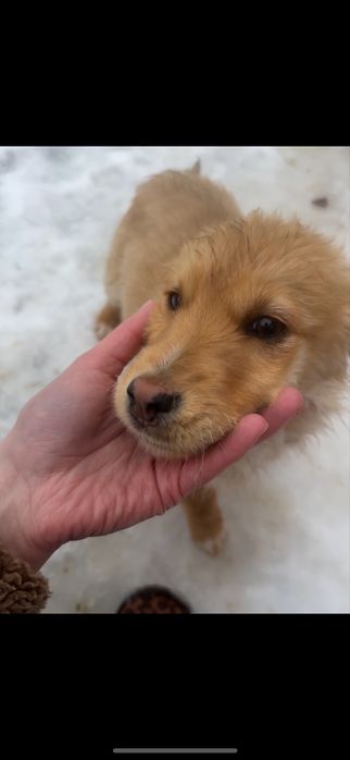 Цуценя - дівчинка