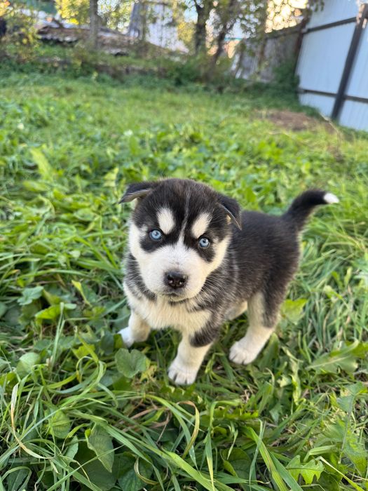 Сибірський хаски