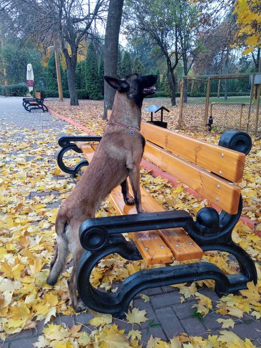 В'язка. Малинуа. Бельгійська вівчарка