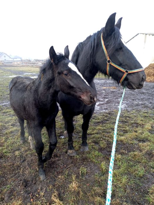 Sprzedam konie śląskie