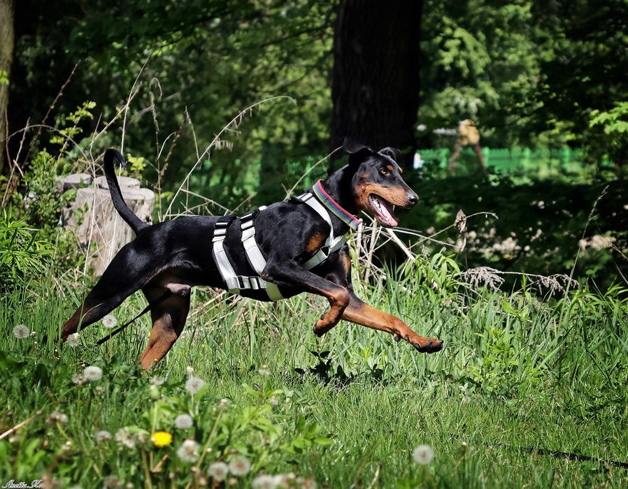Aron - przepiękny doberman szuka domu