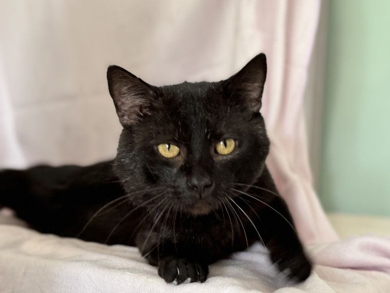Czino do adopcji!