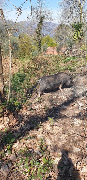 Vendo casal porco anão (pigs)