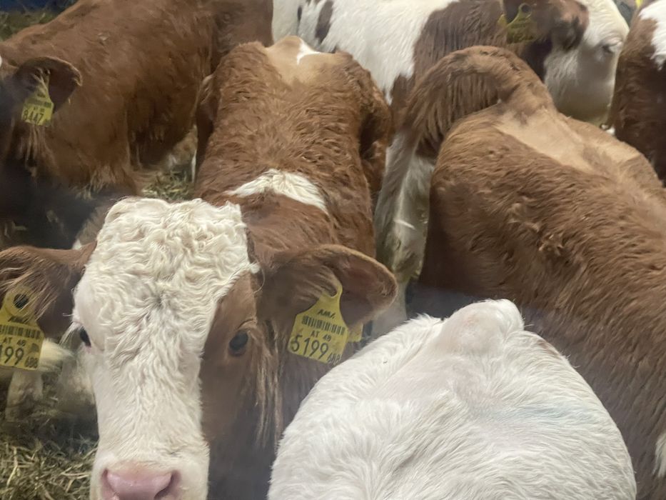 Sprzedam cielaki mięsne i samodzilne