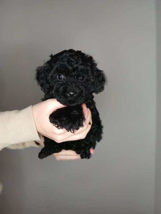 Pudel toy/ miniatura Kaja sunia