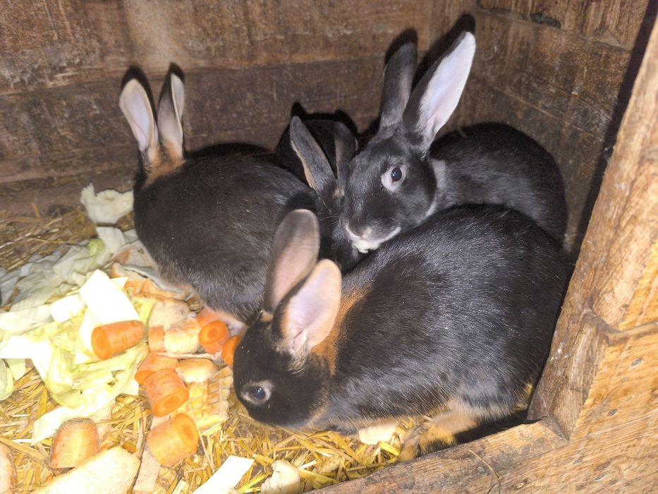 Sprzedam samice i samce