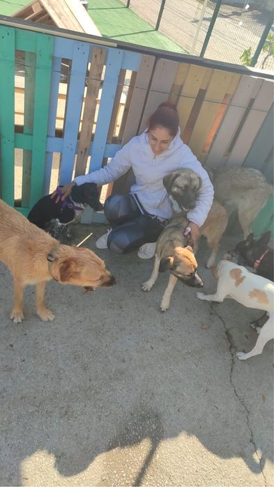 Treino de obediencia basica  pet sitting e dog walking