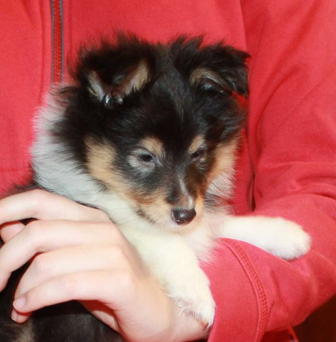 owczarek szetlandzki piesek po ZwŚw, ZkWP/FCI typ angielska