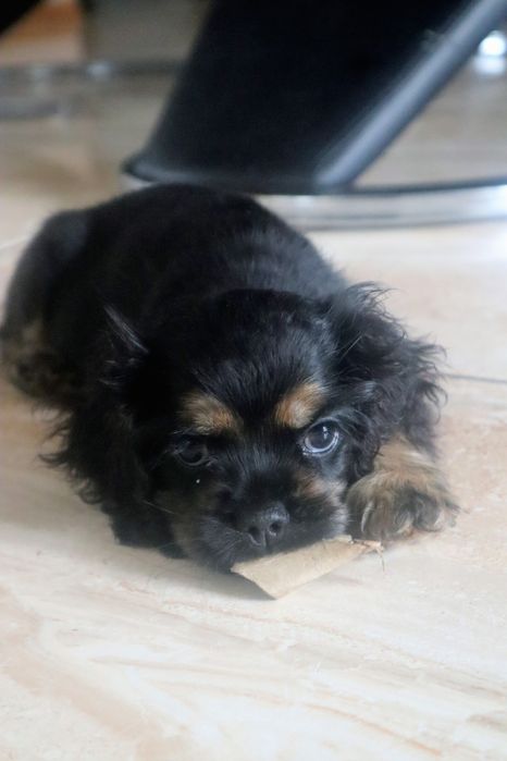 Sunia Cocker spaniel amerykański FCI