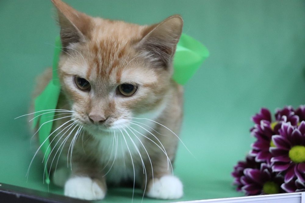 Благородный рыжий Ланцелот! Котенок - рыцарь)