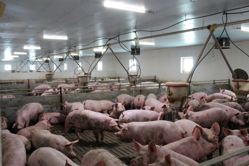 Ocieplenie Tuczarni Chlewni Kurnika Obory Hali Płyta STYRODUR XPS AGRO