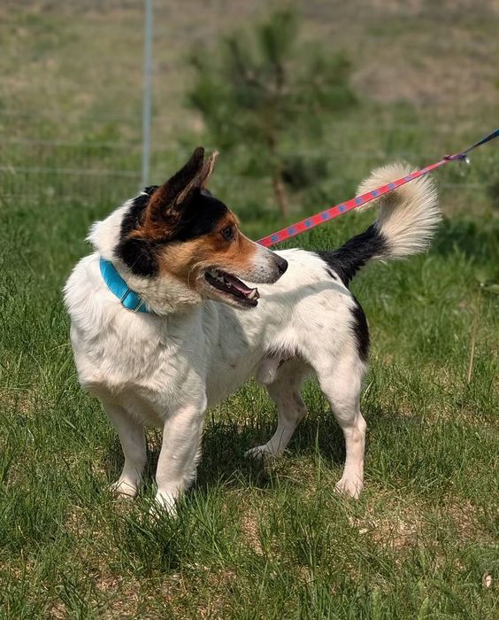 Spokojny i czuły Pułkownik szuka domu! ADOPTUJ