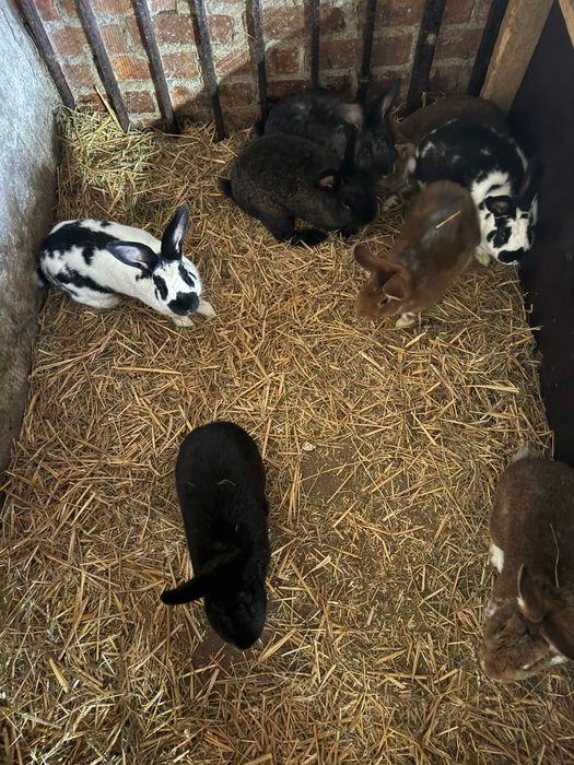 Króliki mięsne rasa srednia