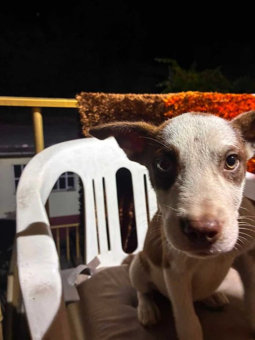 Cães para oferecer