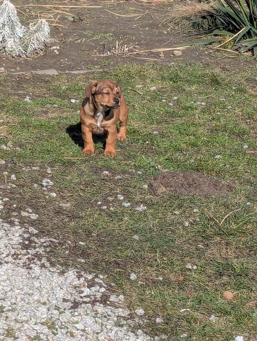 Małe pieski szczeniaki