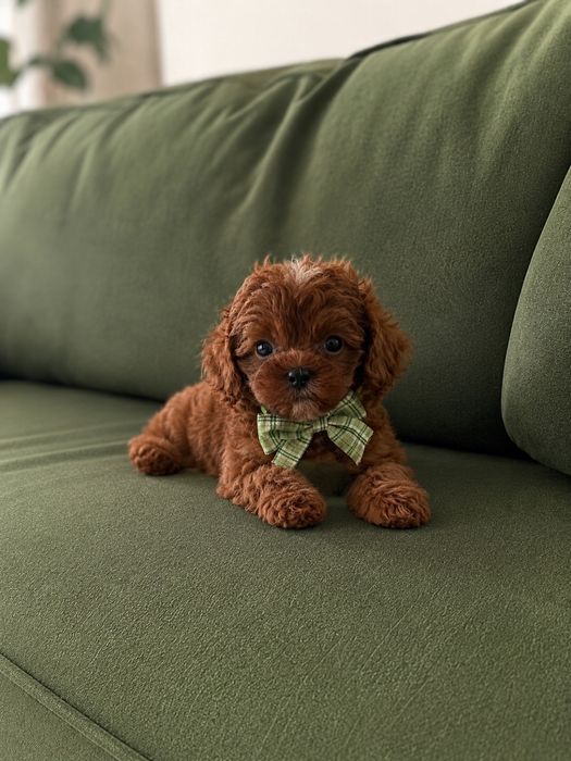 Piesek maltipoo f2 Red Braun