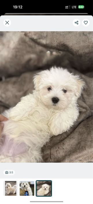 Неймовірні Мальтипу., Мальтезе