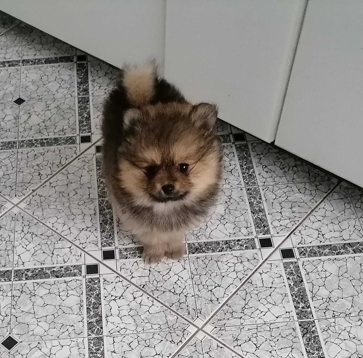 Sprzedam Szpic Miniaturowy Pomeranian