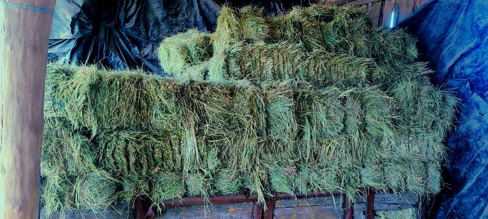 Сіно лугове в квадратних Тюках, сено луговое