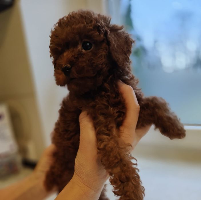 Piesek Toy red brown. Badania  genetyczne.