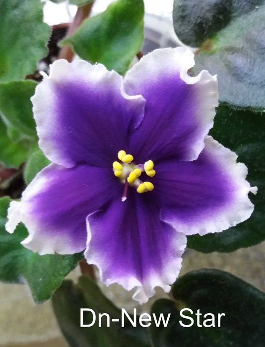 Фиалки сортовые, листья, цветущие. Сенполии