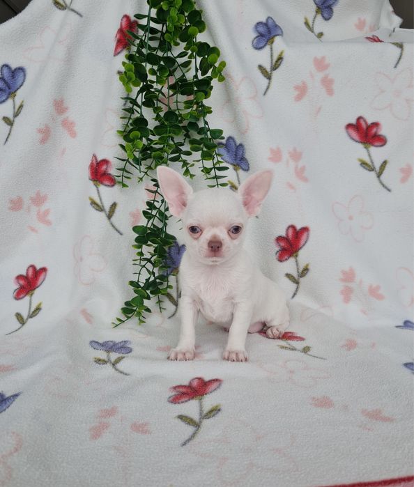 Excelente mini menino Chihuahua/Chiuaua de Qualidade, Linhagem Russa