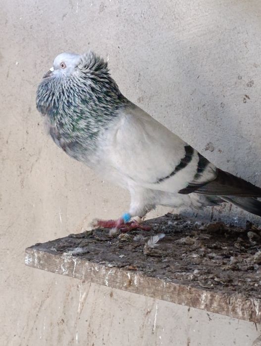 Garłacze szymle para