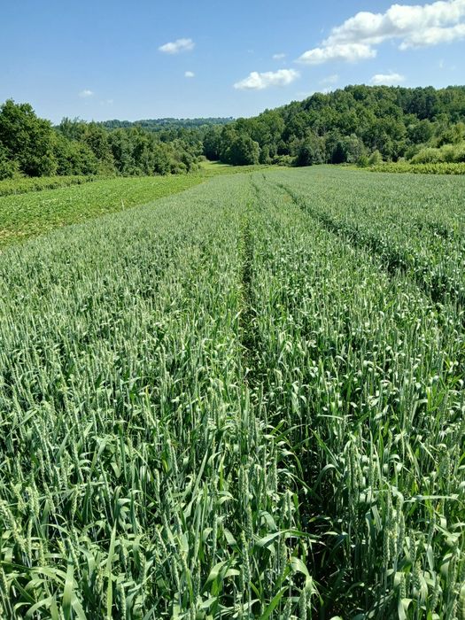 Pszenica jara KWS Dorium
