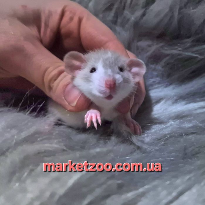 Шукаєте наймилішого домашнього улюбленця? Ось вона – ваша майбутня улю