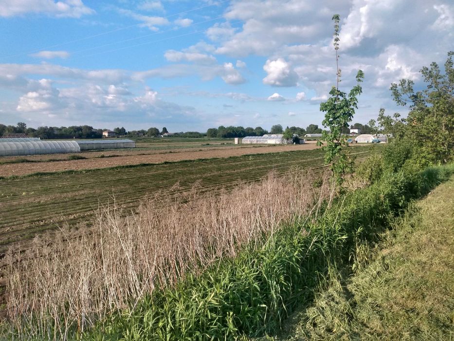 Syndyk sprzeda grunt rolny