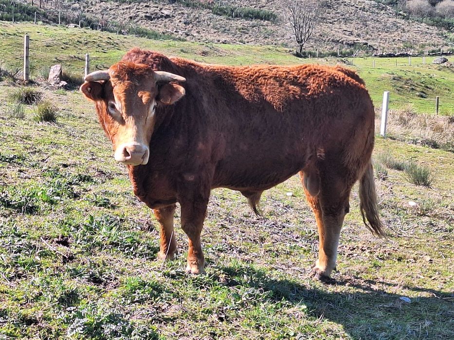 Boi Limousine Puro 4 anos -Guarda