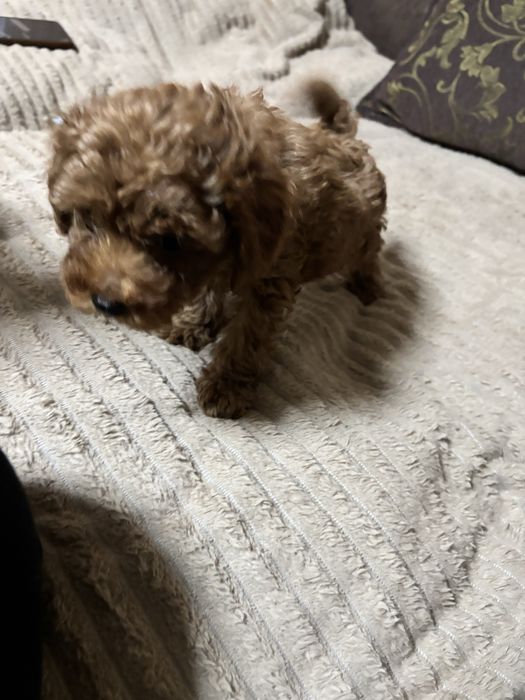 Продам цуцика той пуделя