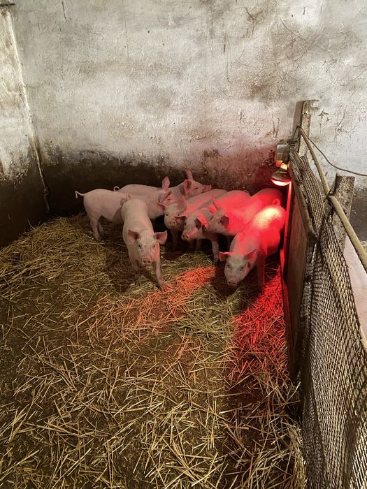 Продам поросят 2 місяці