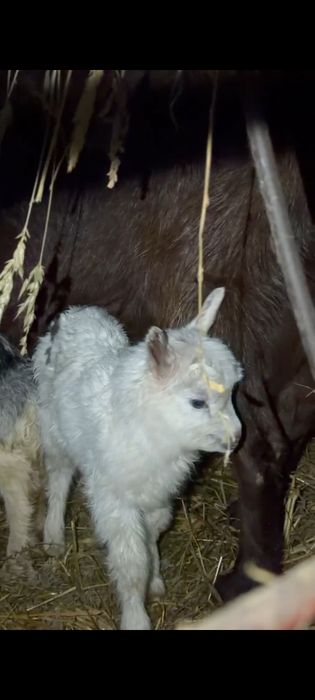 отдадим бесплатно !