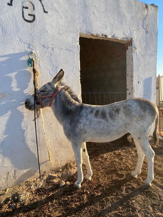 Vendo burro anão muito mansinho